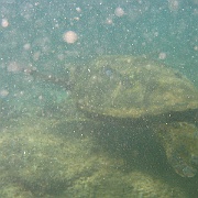 Picture 096